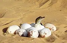 pile of eggs in the sand, with a newly hatched crocodile looking over the top