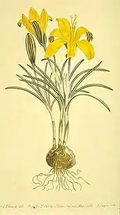 Illustration of yellow Crocus angustifolius from 1803