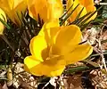 Crocus 'E.A. Bowles',   a C. chrysanthus hybrid