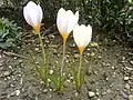 Crocus caspius