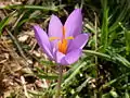 Crocus nudiflorus