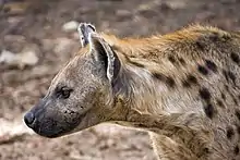 The Spotted hyena is part of the Gambian fauna.