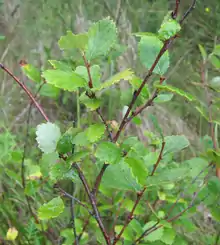 A group of small green-leaved, brown-stemmed trees in a grassy environment.