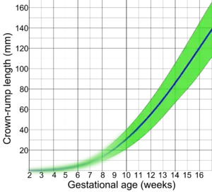 By crown-rump length (CRL)