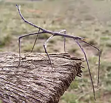 Ctenomorpha marginipennis.