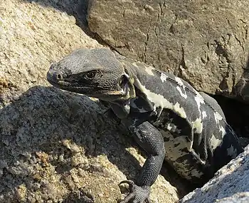 Western spiny-tailed iguana in Huatulco