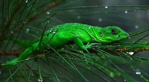 Juveniles are a bright green color as this one from the Bosque de la Primavera region of Jalisco, Mexico (2013)