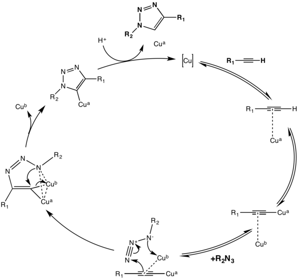 Mechanism for Copper-catalysed click chemistry.