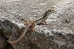 Cuban Brown Curlytail in Zapata