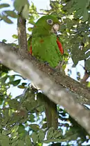 A green parrot with red shoulders and white eye-spots