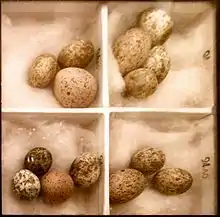 photo of box of cuckoo and reed warbler eggs