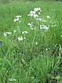 Cardamine pratensis growing in Wiltshire, UK