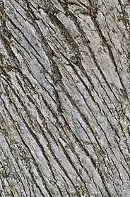 Bark