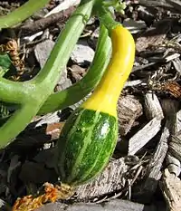 Squash that is that half yellow and half green