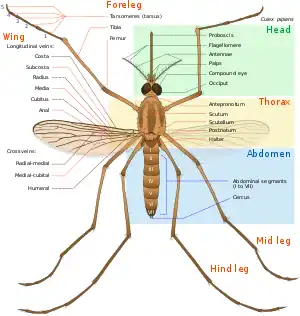 Anatomy of an adult female mosquito