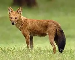 Red canine in grass