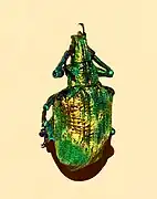 Iridescent scales of Lamprocyphus augustus weevil contain diamond-based crystal lattices oriented in all directions to give almost uniform green.