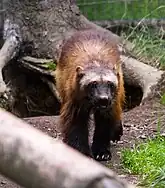 Wolverine at the zoo