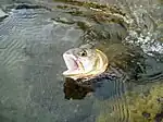 Cutbow from Gardner River