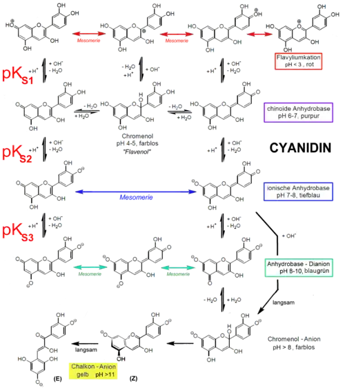 Stability of anthocyanidins is dependent on pH.