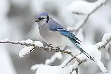 Blue jay (Cyanocitta cristata)