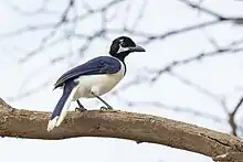 A white-tailed jay with white spots above and below eyes and a purplish blue back