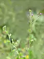 Yerba socialista(Vernonia cinerea)