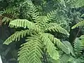 Helecho gigante(Cyathea arborea)