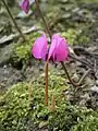 Dark pink flower