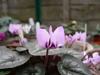 Cyclamen elegans