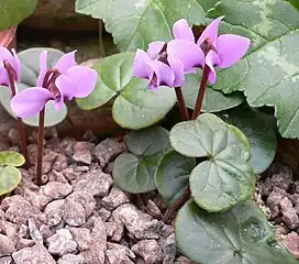 Cyclamen parviflorum var. subalpinum