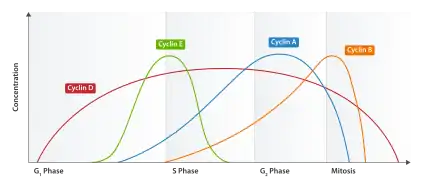 Expression of cyclins through the cell cycle.