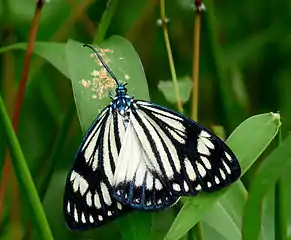 Cyclosia papilionaris feeding on a bird dropping