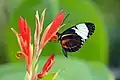 Heliconius cydno on Zingiberales