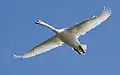 Mute swan in flight