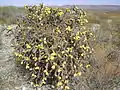 Much yellow fruit at Parras De La Fuente, Cuahuila