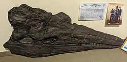 Large black skull of an ichthyosaur on display in a museum.