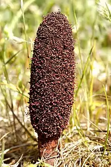  Inflorescence of Cynomorium coccineum