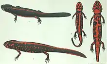 Yunnan lake newts by George Albert Boulenger (1905).