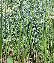 Cyperus articulatus