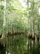 A swamp dominated by tall trees with buttressed trunks standing in water, their bark gray. As the trunks get closer to the water the color gradually becomes more brown