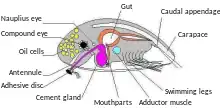 Cypris anatomy