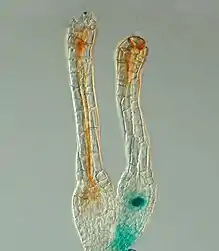 The polycomb gene FIE is expressed (blue) in unfertilised egg cells of the moss P. patens (right) and expression ceases after fertilisation in the developing diploid sporophyte (left). In situ GUS staining of two female sex organs (archegonia) of a transgenic plant expressing a translational fusion of FIE-uidA under control of the native FIE promoter.