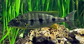 Boulengerochromini (E): Boulengerochromis microlepis is one of the world's largest cichlids and only member of its tribe