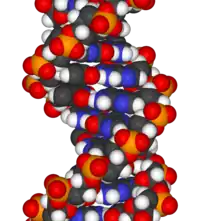 DNA three-dimensional model