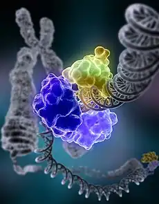 Fig.6. Molecular modeling of DNA repair