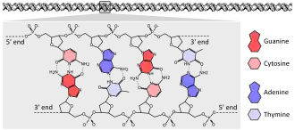 DNA chemical structure diagram showing how the double helix consists of two chains of sugar-phosphate backbone with bases pointing inward and specifically base pairing A to T and C to G with hydrogen bonds.