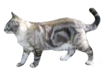 Black blotched tabby (lynx) point cat