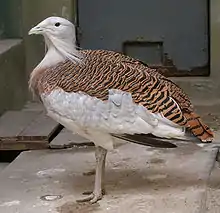 Great bustard