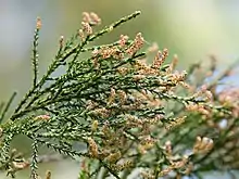 Male cones with pollen